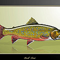 Brook Trout