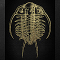 Fossil Record - Golden Trilobite on Black No.2